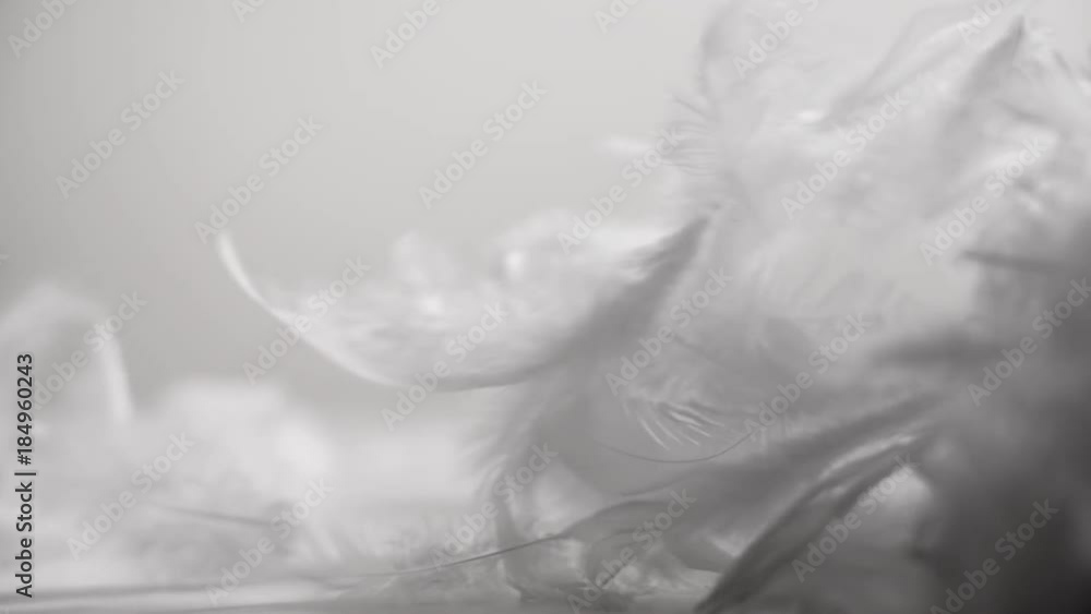 Feathers in the wind on the clean abstract background Feathers in the wind on the clean abstract background