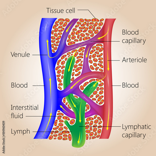 The lymph system, relationship of lymphatic capillaries to tissue cells and blood capillaries, vector medical illustration