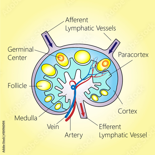 Bean-shaped lymph node structure, vector medical illustration