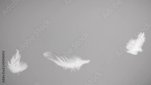 Flying feathers on white background in slow motion photo