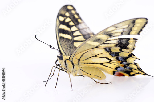 Colorful butterfly on a white background