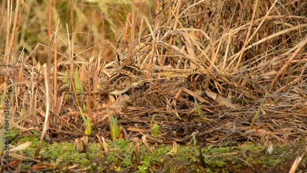 Common Snipe, Snipe, Gallinago gallinago Common Snipe, Snipe, Gallinago gallinago