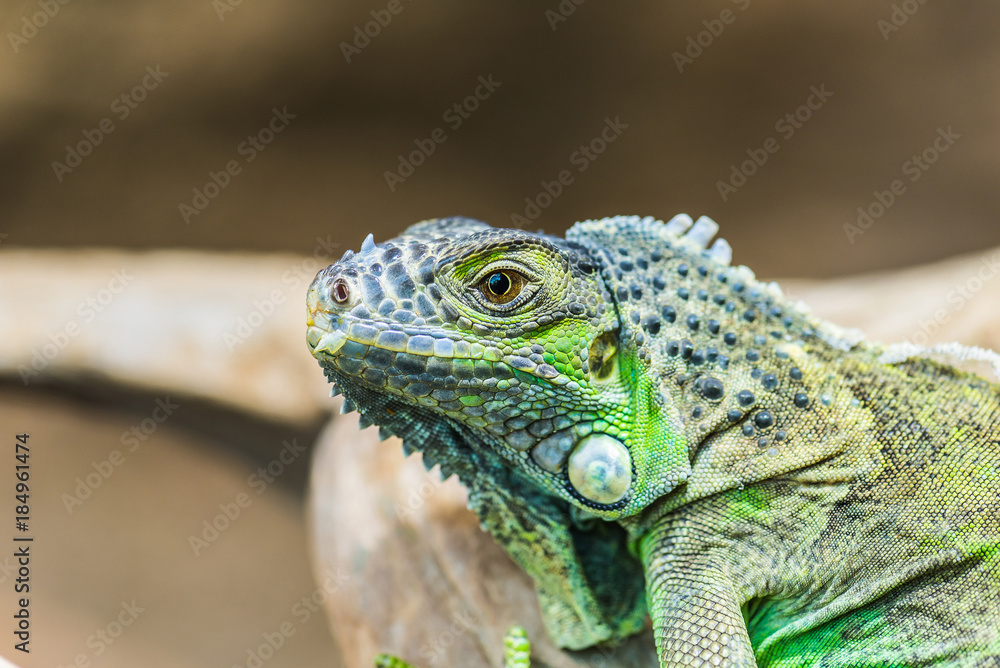 Obraz premium グリーンイグアナ