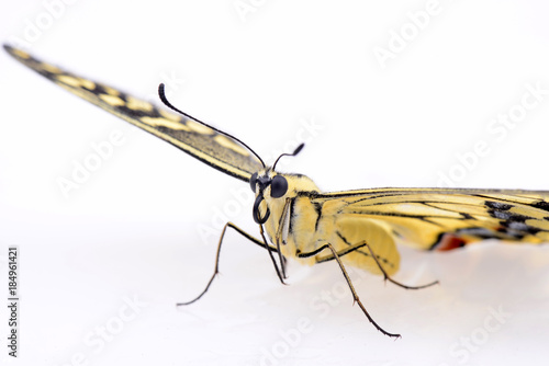 Colorful butterfly on a white background