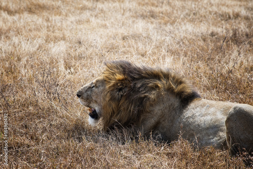 Serengeti National Park Lion