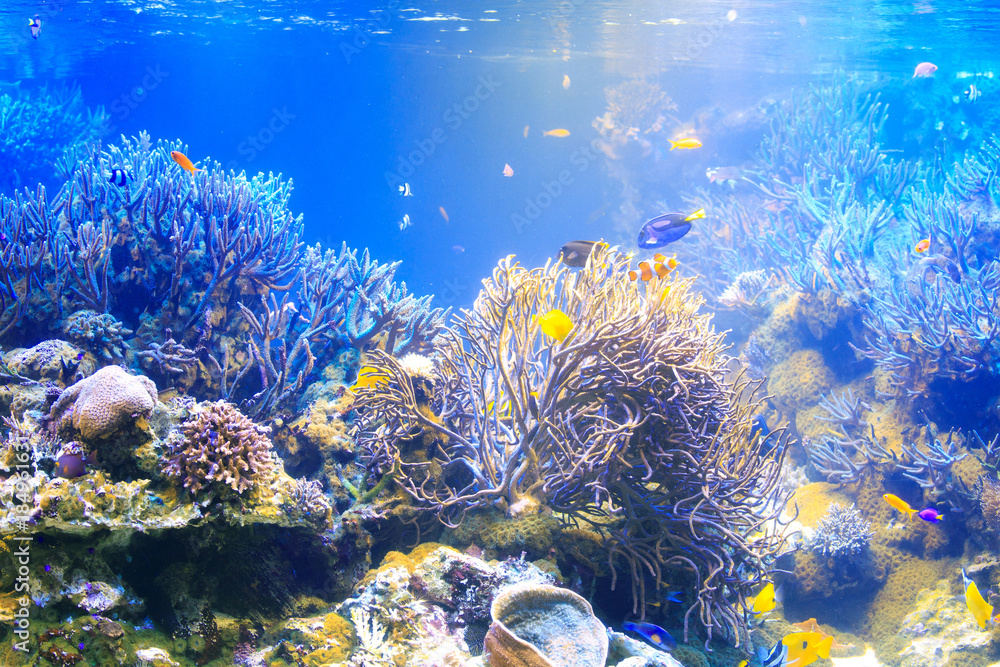 Obraz premium 水族館の水槽