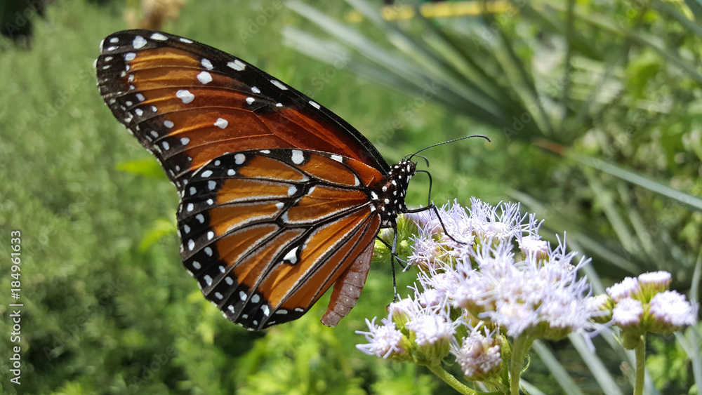 Obraz premium MacroMonarchButterfly&Flowers2