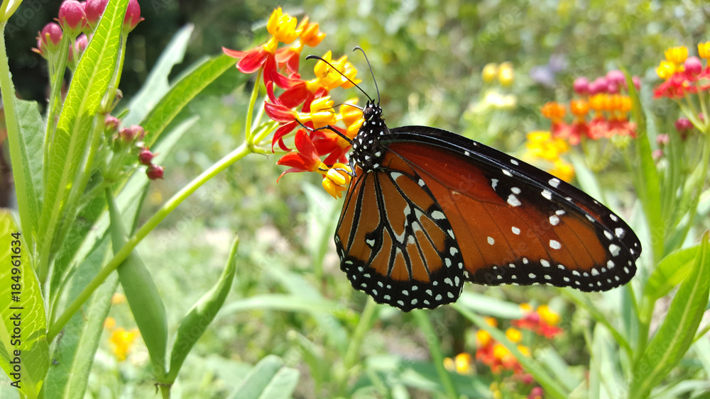 Obraz premium MacroMonarchButterfly&Flowers3