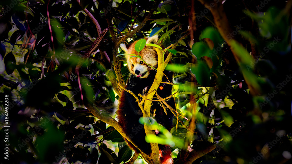 Der Kleine oder Roter Panda gut versteckt im Blattwerk. Der Kleine oder Roter Panda gut versteckt im Blattwerk.