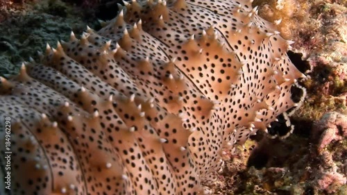 Close-up of Bohadschia Graeffei sea cucumbers underwater in Egypt. Relax video about Holothuroidea invertebrates Echinodermata. photo