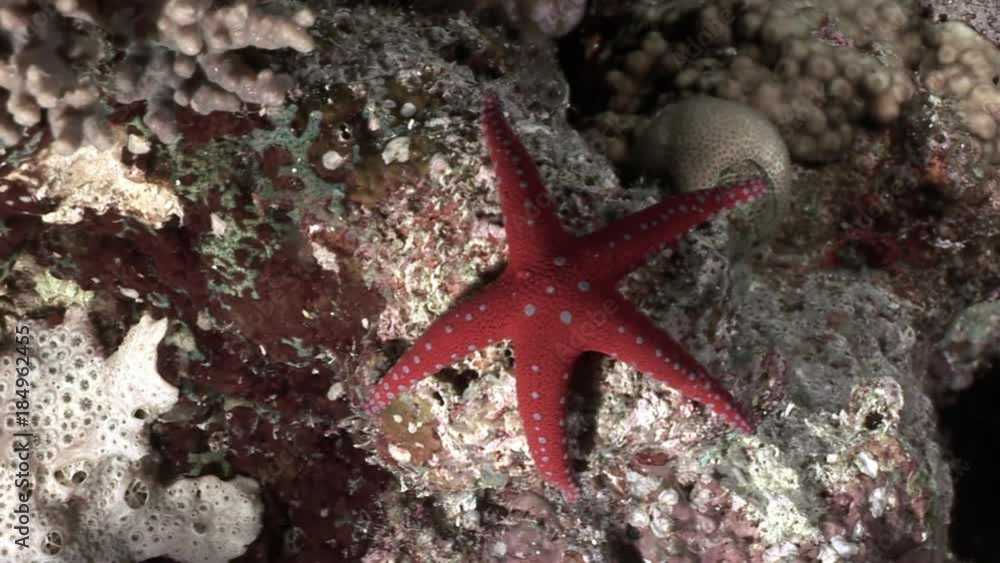 Starfish underwater Red sea. Relax video about tropical marine animals feeding coral in world of wildlife. Starfish underwater Red sea. Relax video about tropical marine animals feeding coral in world of wildlife.