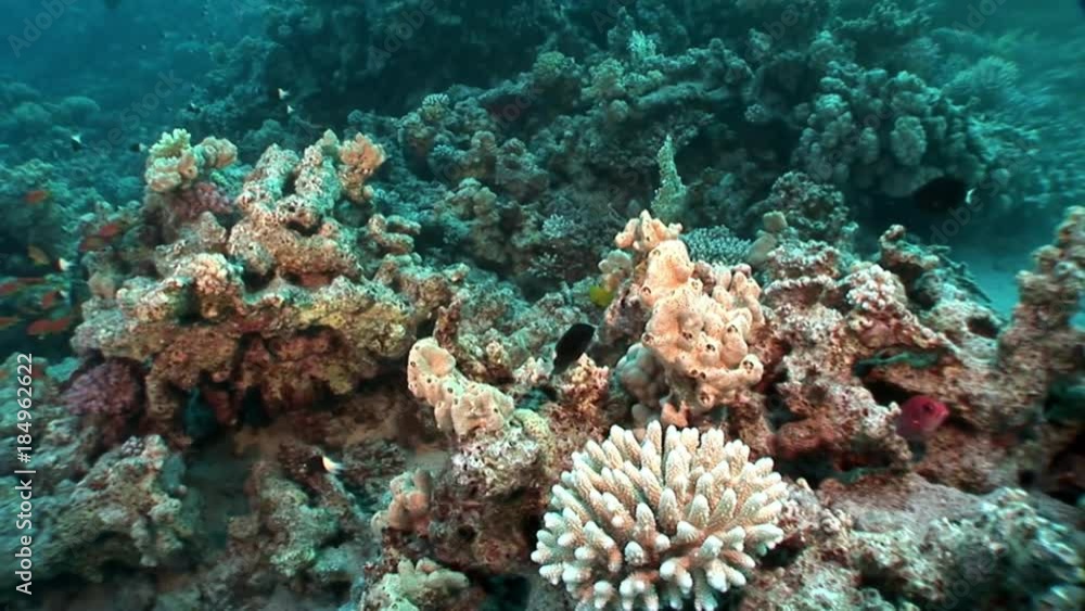 Coral underwater of Red sea. Bright marine nature on background of beautiful lagoon. Coral underwater of Red sea. Bright marine nature on background of beautiful lagoon.