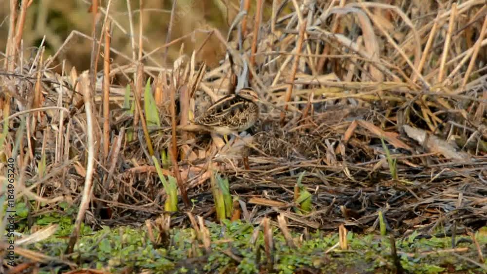 Common Snipe, Snipe, Gallinago gallinago Common Snipe, Snipe, Gallinago gallinago