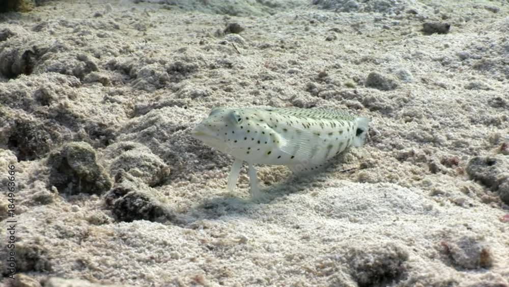 Speckled Sandperch fish is sitting motionless on seabed underwater Red sea. Relax video about Pinguipedidae in marine nature of Egypt. Speckled Sandperch fish is sitting motionless on seabed underwater Red sea. Relax video about Pinguipedidae in marine nature of Egypt.