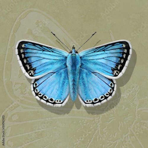 Chalk Hill Blue Butterfly hand-drawn illustration on embossed background