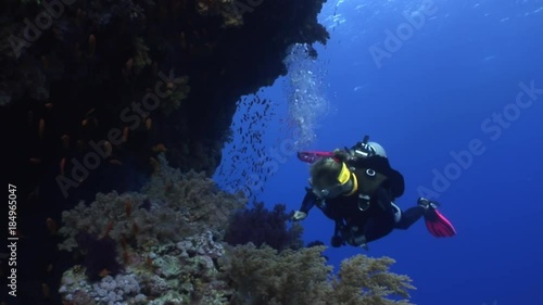 Wallpaper Mural Scuba diving near school of fish in coral reef relax underwater Red sea. Video about marine nature on background of beautiful lagoon. Torontodigital.ca