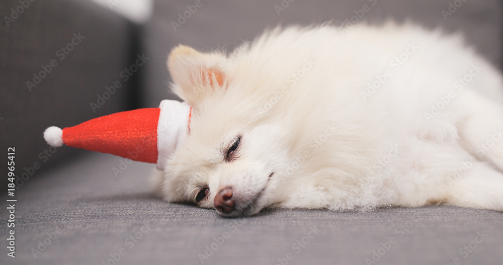 Lovely Pomeranian dog lying on sofa with Santa Claus hat Lovely Pomeranian dog lying on sofa with Santa Claus hat
