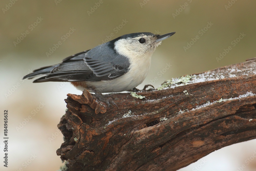 White-breasted Nuthatch (sitta carolinensis) in snow White-breasted Nuthatch (sitta carolinensis) in snow