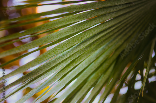 Abstract background image of palm leaf, bokeh on background. Natural creative ideas. Botanic wallpaper.