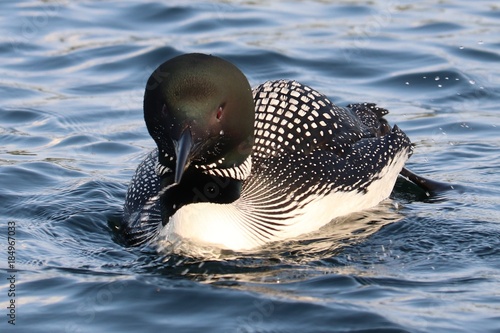 Common loon 1