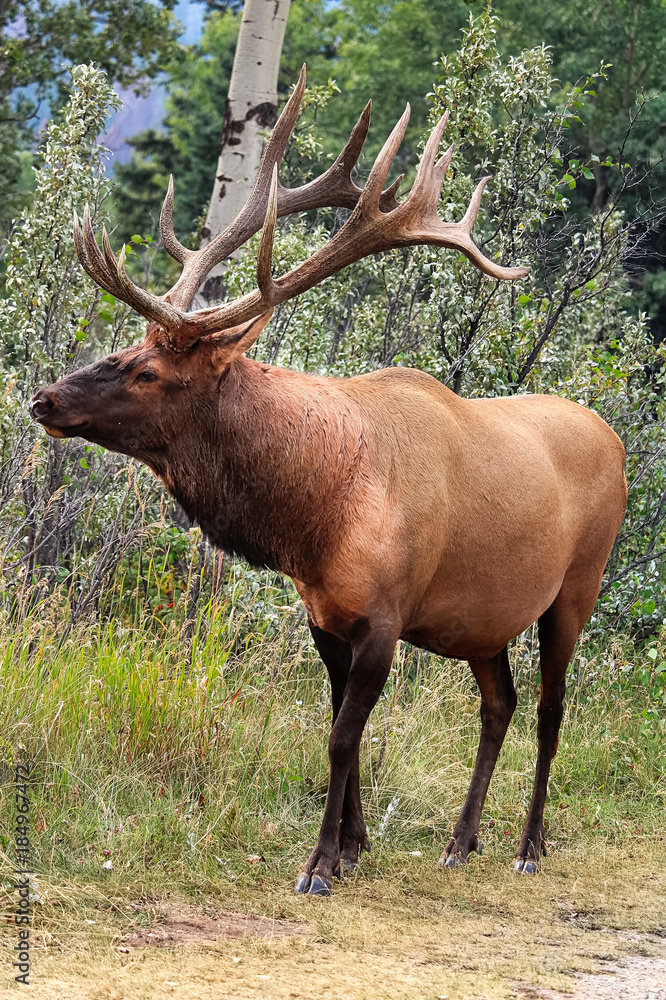 A majestic bull elk shows off his antlers A majestic bull elk shows off his antlers