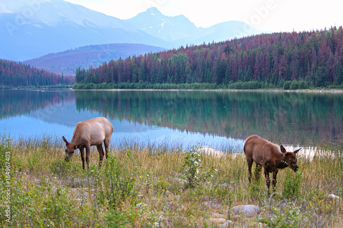An elk and her calf graze with the Rocky Mountains in the background