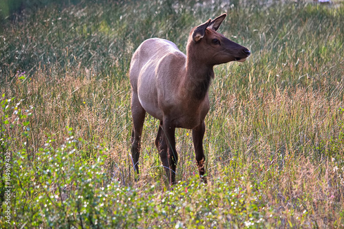 An elk looks off into the distance