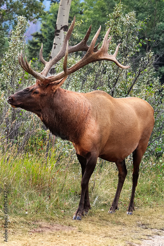 A majestic bull elk shows off his antlers © Amelia