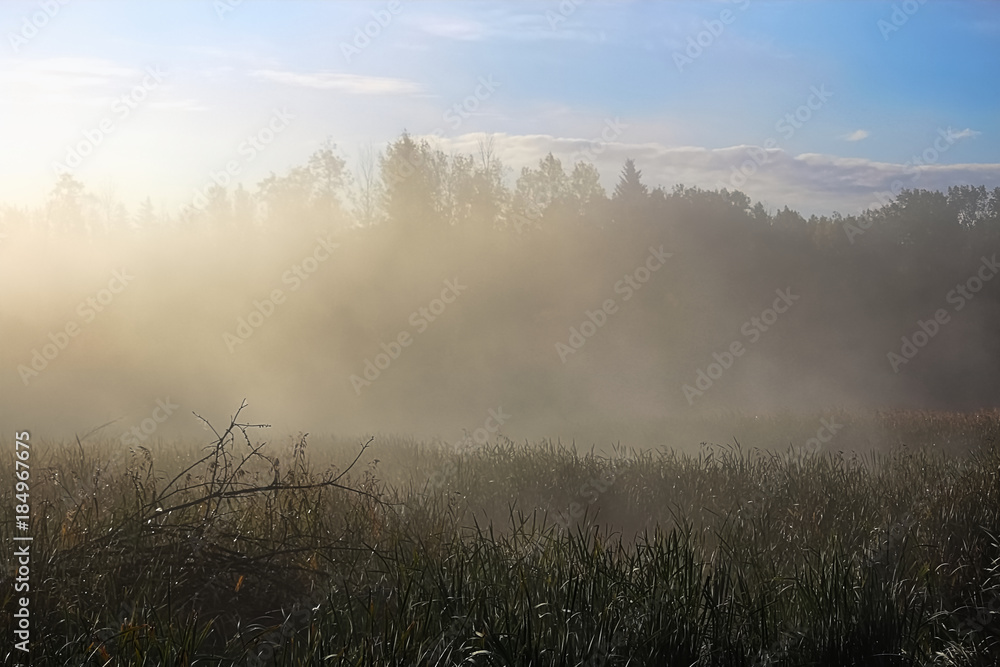 Fototapeta premium Morning mist rising off of marsh cattails