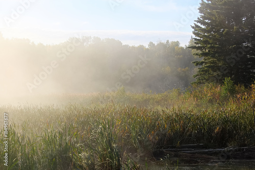 Morning mist rising off of marsh cattails