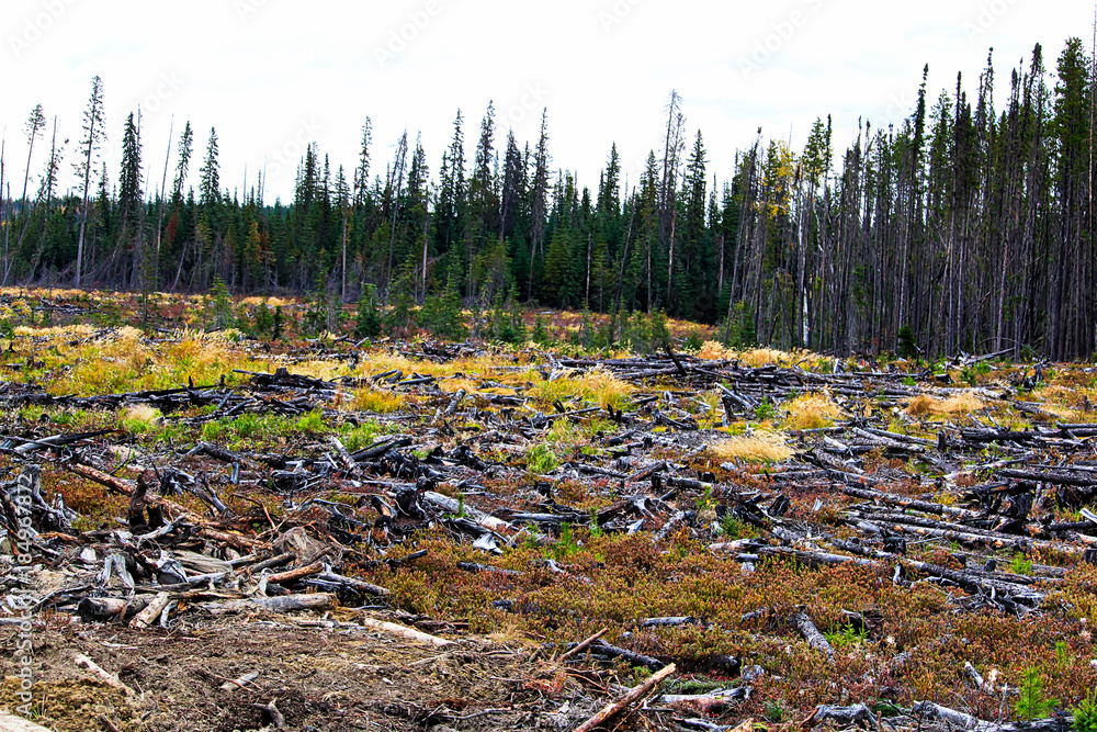 A section of forest that has been harvested and burned