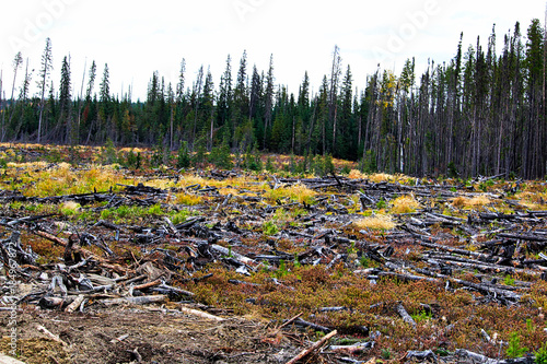 Tableau sur toile A section of forest that has been harvested and burned