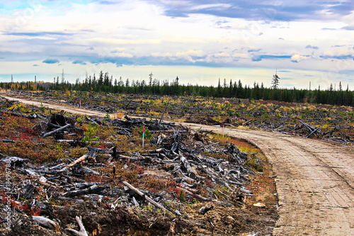 A swamp mat road through a clear cut logging section
