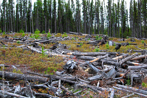 Foto A section of forest that has been harvested and burned