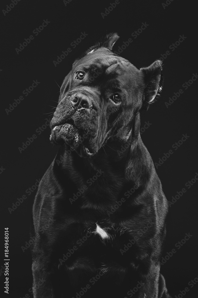 beautiful cane corso dog beautiful cane corso dog