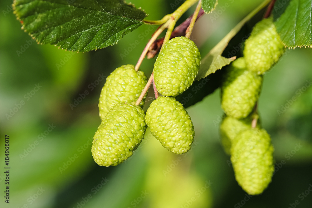 Closeup of green alder cones on a green background Closeup of green alder cones on a green background