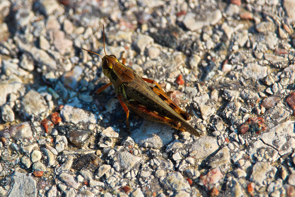 A top down view of a red legged grasshopper on gravel A top down view of a red legged grasshopper on gravel