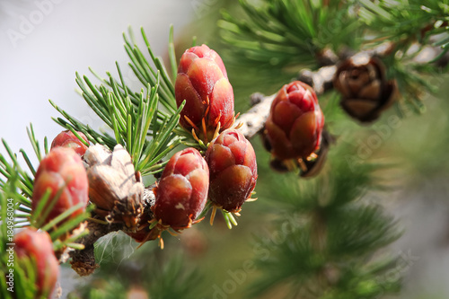 Macro view of branches with young tamarack cones photo