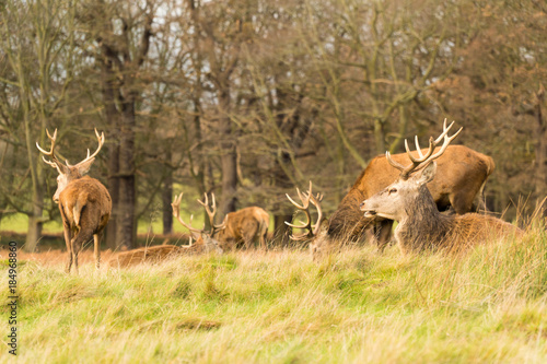 Richmond Park - London