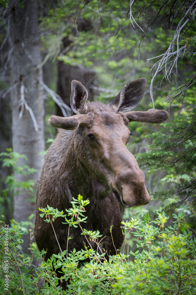 Cow Moose in forest close up portrait Cow Moose in forest close up portrait