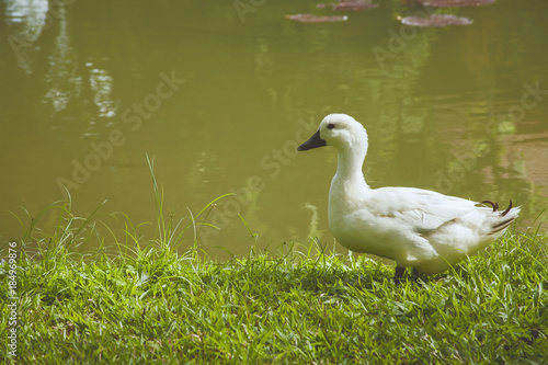 White duck standing in the pool / white duck background