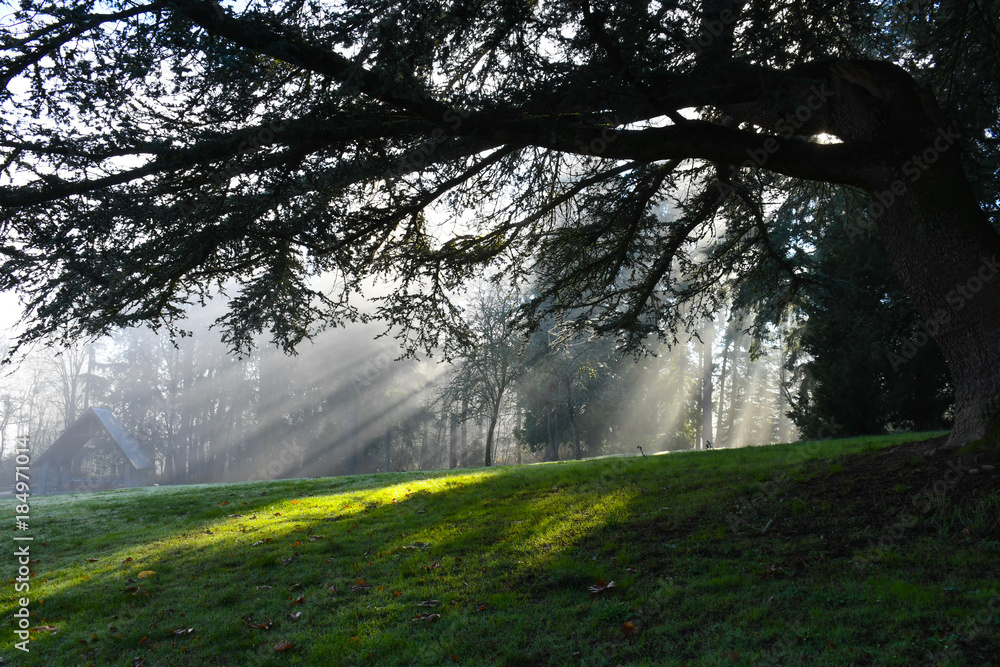 Obraz premium Sun rays through trees