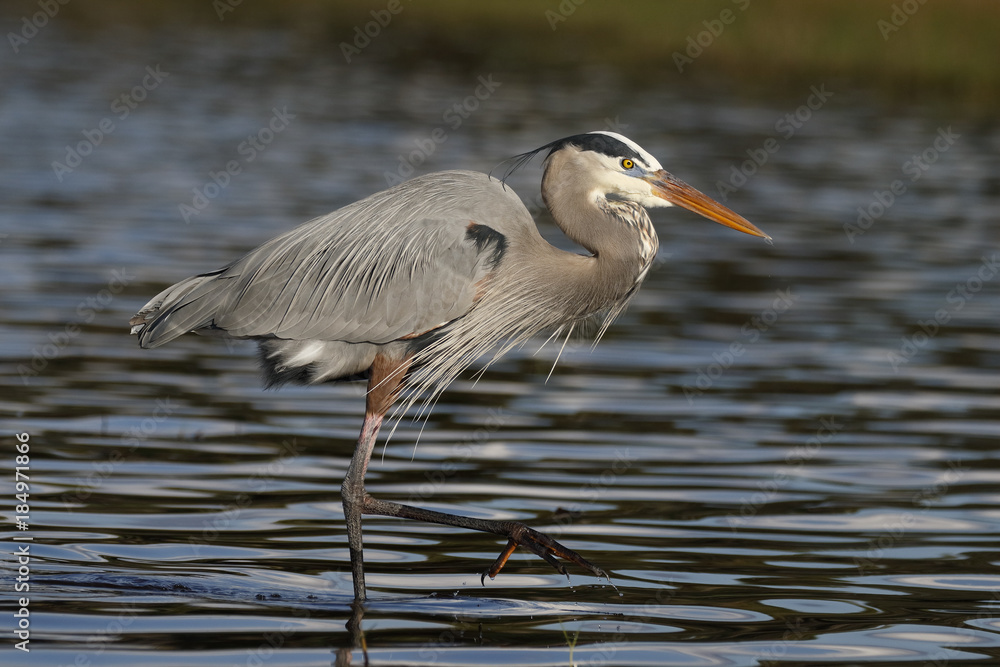Fototapeta premium Great Blue Heron wading in a shallow Florida pond