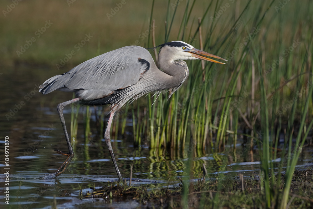 Great Blue Heron stalking its prey - Myakka River State Park, Florida Great Blue Heron stalking its prey - Myakka River State Park, Florida