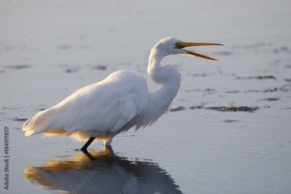 Great Egret - Merritt Island Wildlife Refuge, Florida Great Egret - Merritt Island Wildlife Refuge, Florida