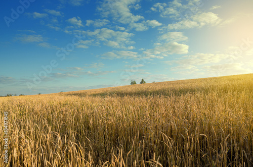 Field of ripe wheat on a background of blue cloudy sky and golden warm sunlight.Summer countryside landscape.Agriculture.Rural scene.
