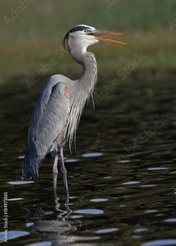 Great Blue Heron calling - Myakka River State Park, Florida