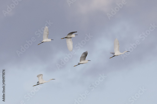 Flock of Snowy Egrets flying overhead - Merritt Island Wildlife Refuge, Florida