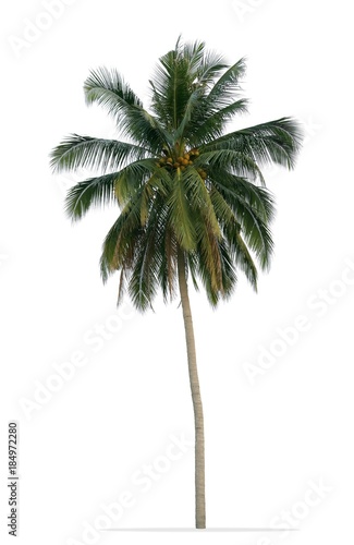 Coconut palm tree with green leaves isolated on white background © Prin