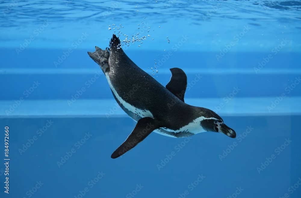 Fototapeta premium ペンギン